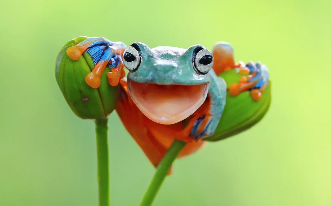 How important is good imagery in web design?